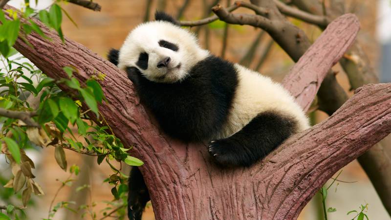 Sleeping giant panda baby